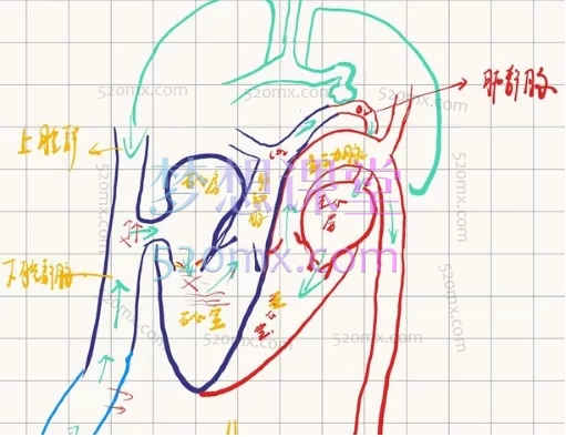 Bilibili-up主/小红书/De德:26版全套(内外基导),使用于考研、考编等