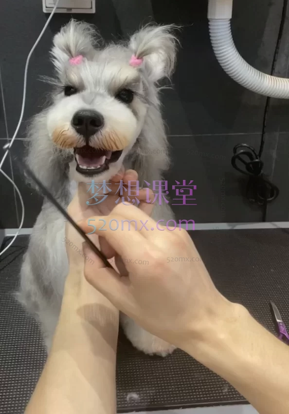 网红比熊雪纳瑞丝毛犬泰迪西高地贝灵顿修剪线上教程全套