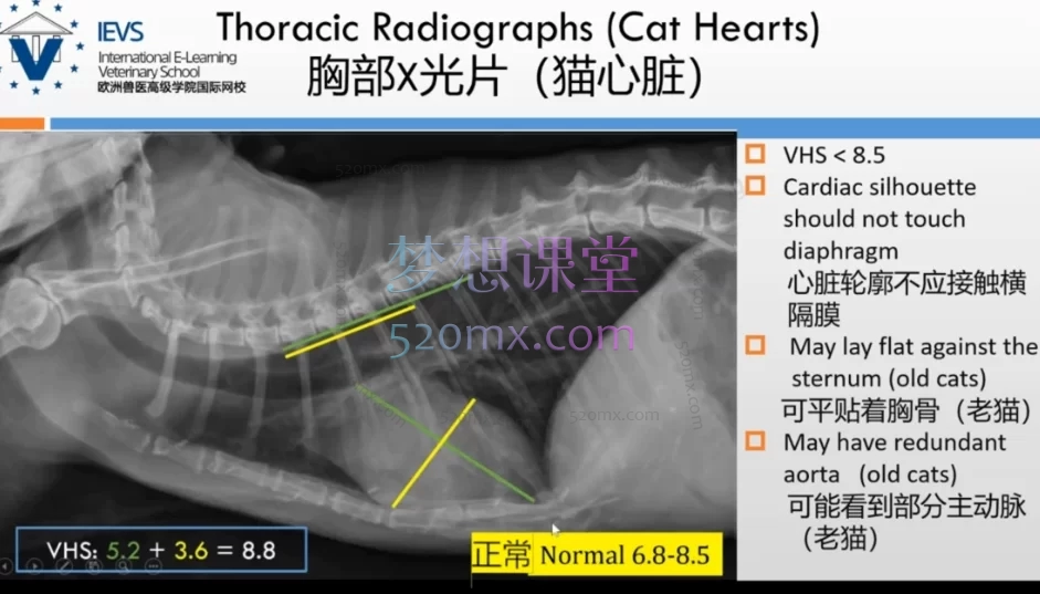 欧兽猫病宠物医院猫病专科全面完整全套培训视频
