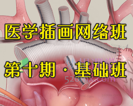 周舒扬：医学插画网络班·第十期·基础班