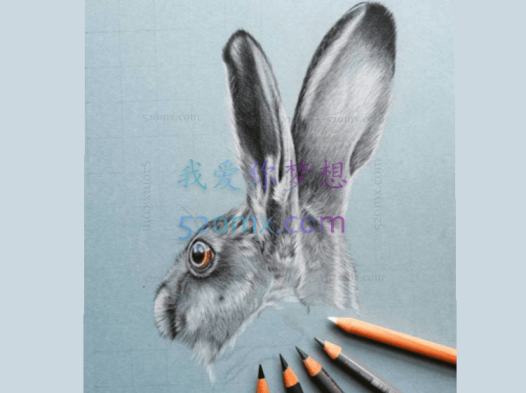 超写实的彩铅静物动物画视频_彩铅手绘超写实(9讲)