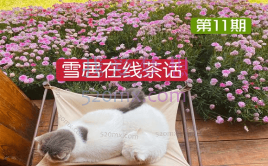 李雪心理:茶话会1-11期